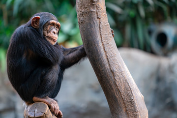 Thoughtful chimpanzee sitting on a tree trunk