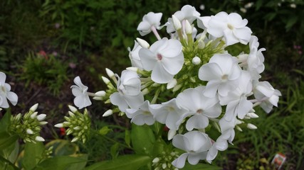 White phlox in bloom