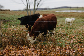 cow hefer beef cow grass fed