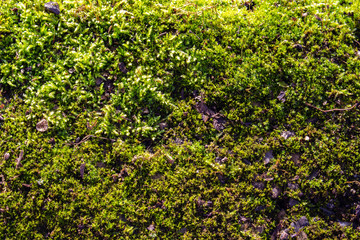 Green moss Background or Wallpaper