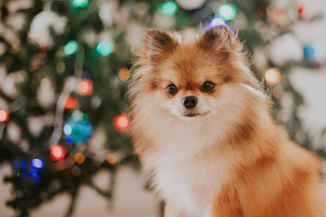 tiny pom dog puppy pomeranian at christmas tree 