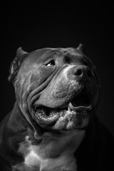 Dog breed American pit bull terrier. Dark background.