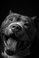 Dog breed American pit bull terrier. Dark background.