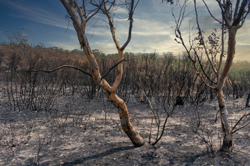 Gum trees burnt in the bushfires in The Blue Mountains in Australia