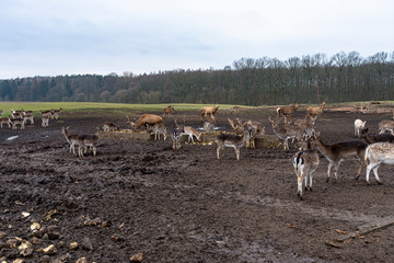A large herd of deer and fallow deer in a closed farm in the field.