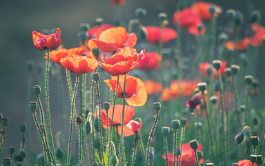 Naklejka premium Ogród z bukietem czerwonych kwiatów i pąków maku oraz żywych kolorach