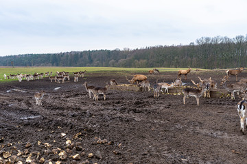 A large herd of deer and fallow deer in a closed farm in the field.