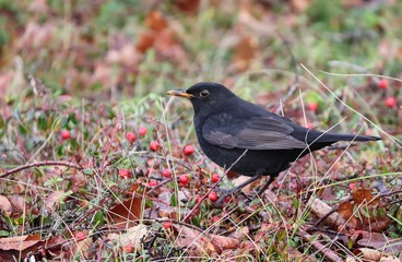 Amsel sitzt auf einer Hecke mit roten Beeren
