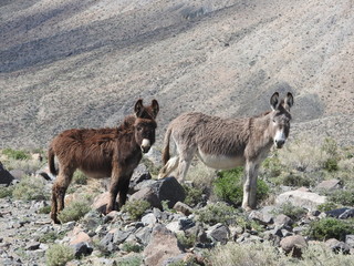 Fototapeta premium A couple of wild burros roaming the desert, near the old ghost town of Marietta, Mineral County, Nevada.