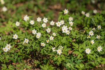 White blooming flower in natural environment. Anemone nemorosa, in English wood anemone, windflower, thimbleweed, and smell fox.