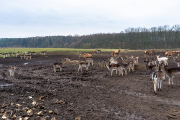 Naklejka na ściany i meble A large herd of deer and fallow deer in a closed farm in the field.