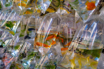 gold fish in plastic bag on pet street market