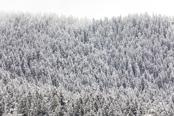Coniferous forest in the mountains covered with snow and covered with clouds