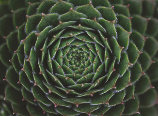 Close up of the centre leaves of a green succulent plant.
