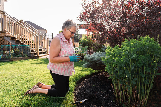 Older Woman Holding Flowers To Plant In A Garden On A Summer Day.