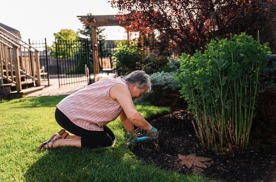 Older Woman Planting Flowers In A Backyard Garden On A Summer Day.