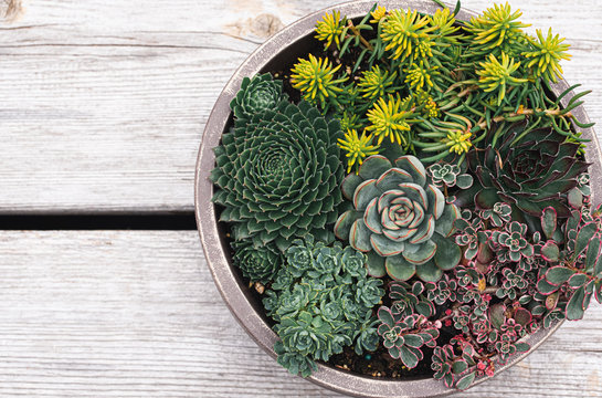 Succulent plants in a planter on a wooden background shot from above.