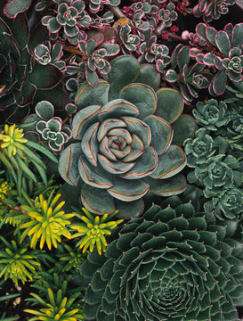 Close up of a variety of succulent cactus plants shot from above.