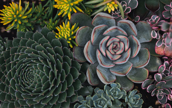 Overhead shot of a variety of colorful succulent plants.