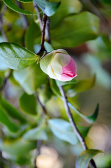 unopened bud japanese camellia beautiful pink flowers in the garden 