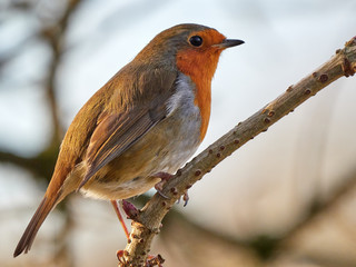 A European Robin (Erithacus rubecula) sat on a branch looking for food on a cold winters morning in Daisy Nook, Oldham, UK