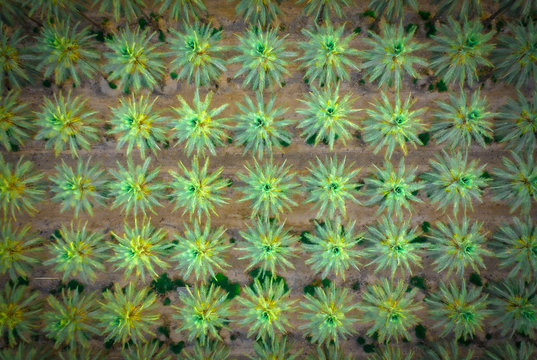 Green palm trees from above