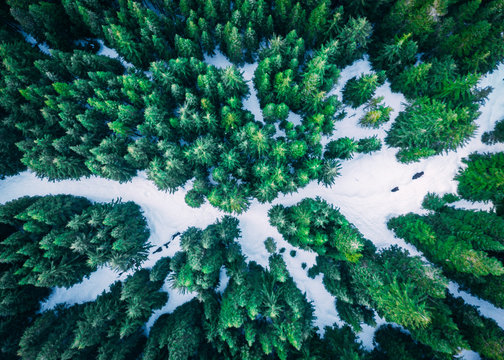 Winter Forest from Above in Washington