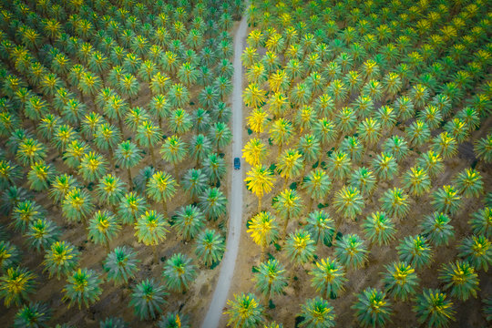 Car is on the road between green palm trees from above