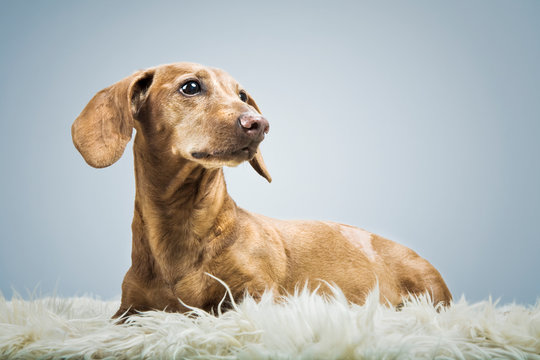 Dog in a Photo Studio posing as a model. Human acting.