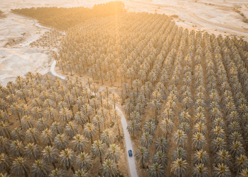 Aerial view of car driving on road amidst palm trees