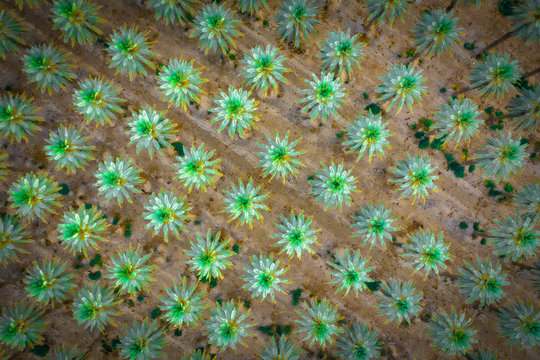 Green palm trees from above