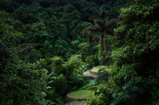 Terraces in the jugles of colombia