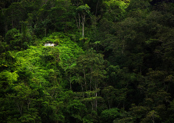 A tree house in the middle of the jungle