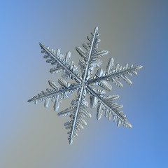 Snowflake glittering on smooth gradient background. Macro photo of real snow crystal: complex...