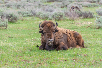 A male buffalo with horns lies on the grass at Yellowstone National Park