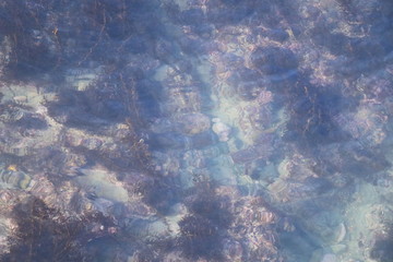 Fototapeta na wymiar 日本海の海藻