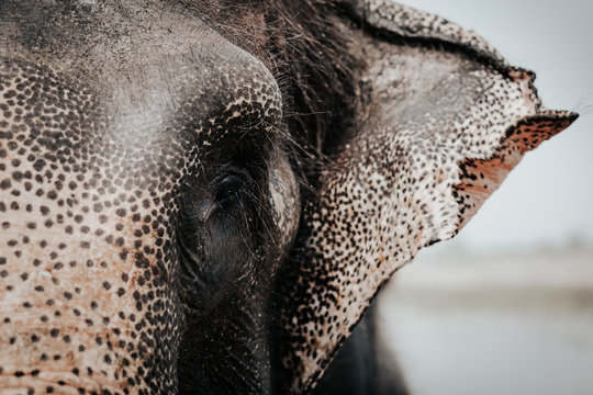 Face of an elephant from Chitwan National Park - Nepal