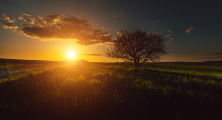 Obraz na płótnie Canvas The tree is in the field. Sunset