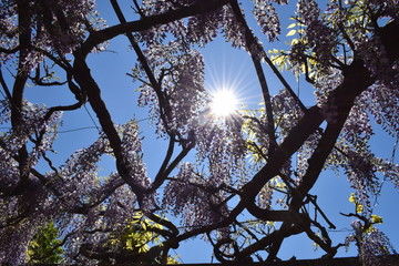 flowers in the Spanish sun