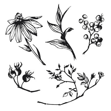 Flowers pencil sketch