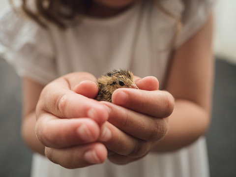 Holding a Cute Baby Quail