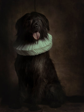 mongrel dog in baroque style