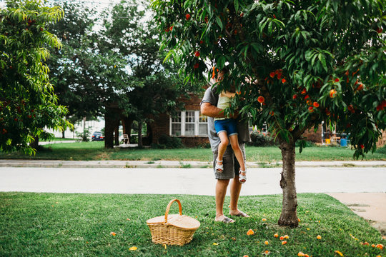 Grandpa holding granddaughter up to pick peach from tree in front yard