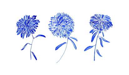 Aster flowers set painting by blue watercolor, botanical vintage collection. Hand drawn floral...