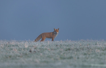 Fox on a frozen morning in a field
