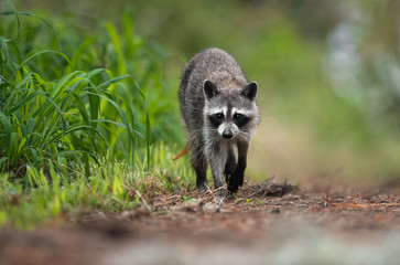 Raccoon in a Florida Swamp © Harry Collins