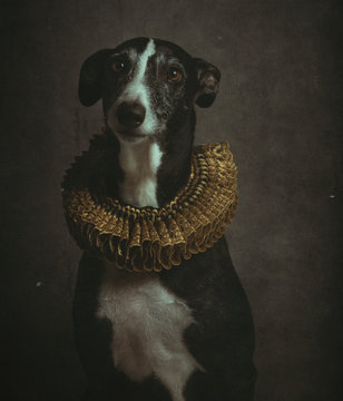 Funny Galgo in baroque style on a vintage background