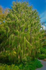 Mexican weeping pine against a deep blue sky