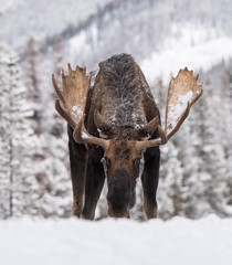 Fototapeta premium Moose in Snow in Jasper Canada 