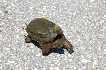 Snapping turtle slowly walking across the asphalt on Assateague Island, Maryland.